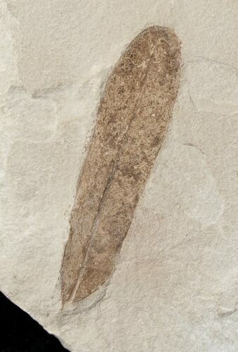 Fossil Caesalpinia Leaf - Green River Formation #16319